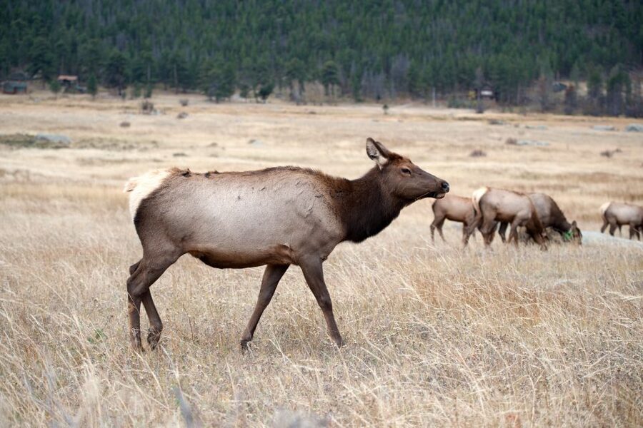 7-Day Yellowstone National Park Rocky Mountain Explorer - What the price covers, and what it doesn’t