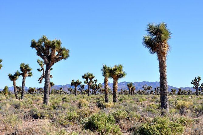 Area 51 Day Tour from Las Vegas with Alien and UFO Hotspots - The Black Mailbox and the guarded boundary