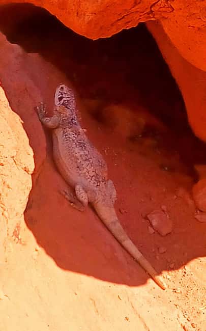 From Las Vegas: Valley of Fire Full-Day Guided Tour w/ Lunch - From Las Vegas to a world of red rock