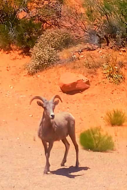 From Las Vegas: Valley of Fire Full-Day Guided Tour w/ Lunch - Who should take this tour