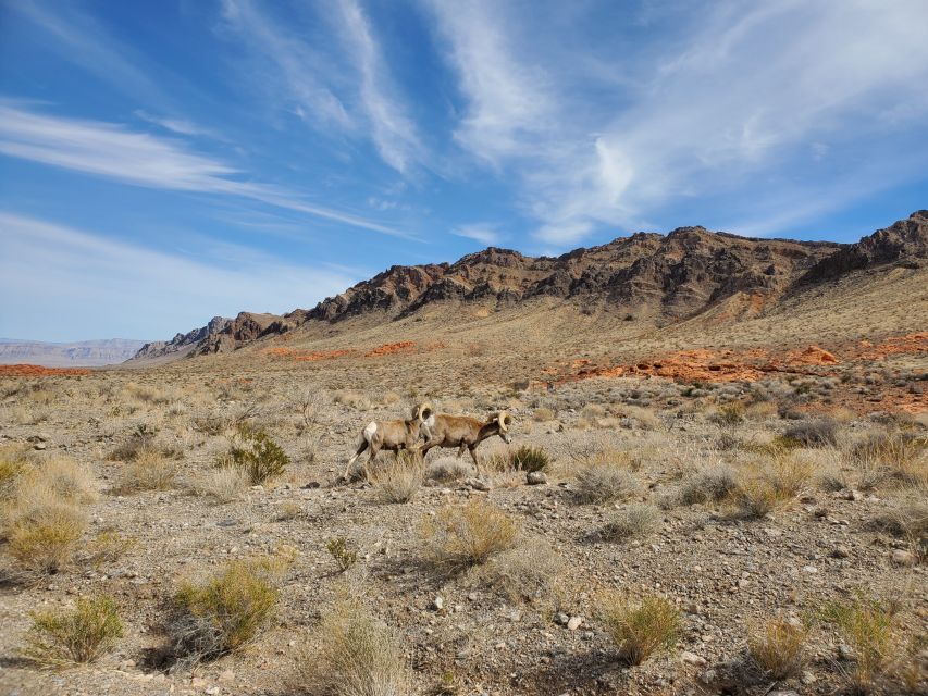 From Las Vegas: Valley of Fire Small Group Tour - White domes and the CCC cabins add variety