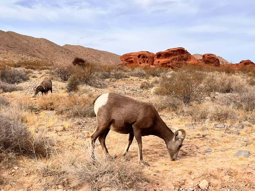From Las Vegas: Valley of Fire State Park Guided Day Tour - Visitor Center, Rainbow Vista, and Fire Canyon