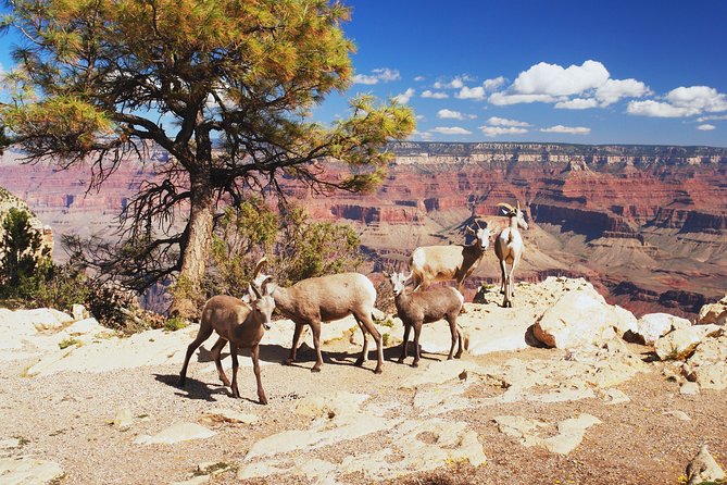 Grand Canyon National Park South Rim Small Group Bus Tour - Boulder City, Kingman, and the Route 66 towns