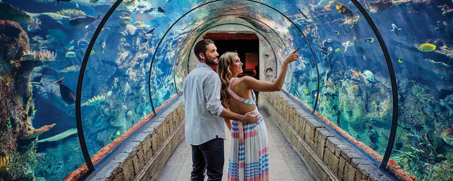 Las Vegas: Shark Reef Aquarium Entry Ticket - Shark Reef at a glance
