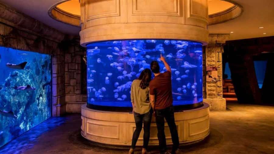Las Vegas: Shark Reef Aquarium Entry Ticket - FAQ