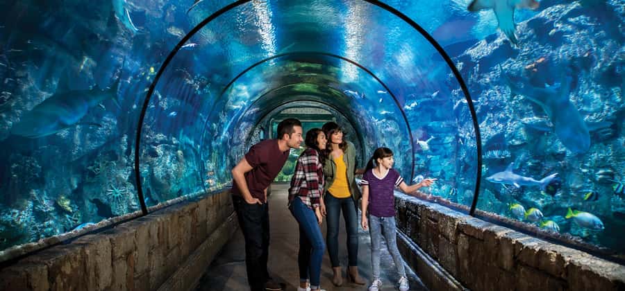 Las Vegas: Shark Reef Aquarium Entry Ticket - The shipwreck tank is the main event