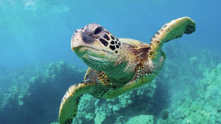 Las Vegas: Shark Reef Aquarium Entry Ticket - The touch pool: a brief, hands-on stop