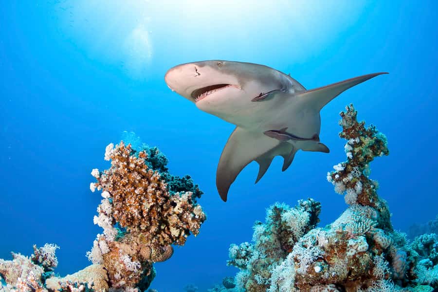 Las Vegas: Shark Reef Aquarium Entry Ticket - The VR ride adds a short burst of action