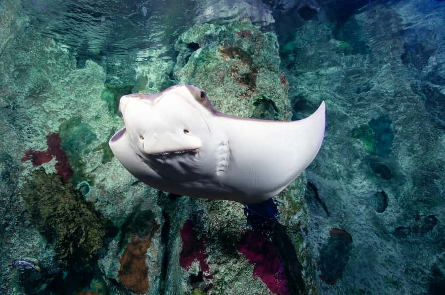 Las Vegas: Shark Reef Aquarium Entry Ticket - How much time to allow