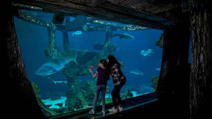 Las Vegas: Shark Reef Aquarium Entry Ticket - Getting to the entrance inside Mandalay Bay