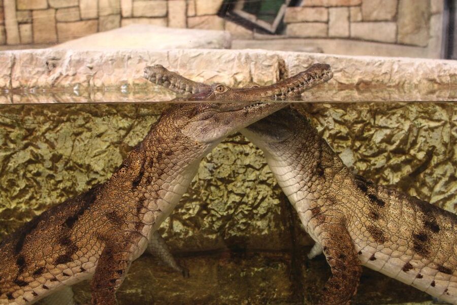 Las Vegas: Shark Reef Aquarium Entry Ticket - Is $29 good value?