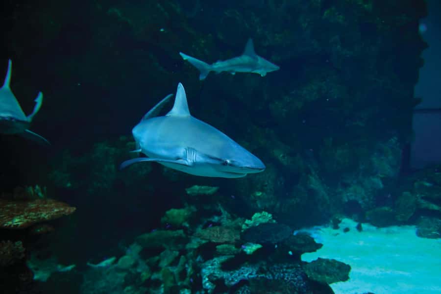 Las Vegas: Shark Reef Aquarium Entry Ticket - Should you book Shark Reef?