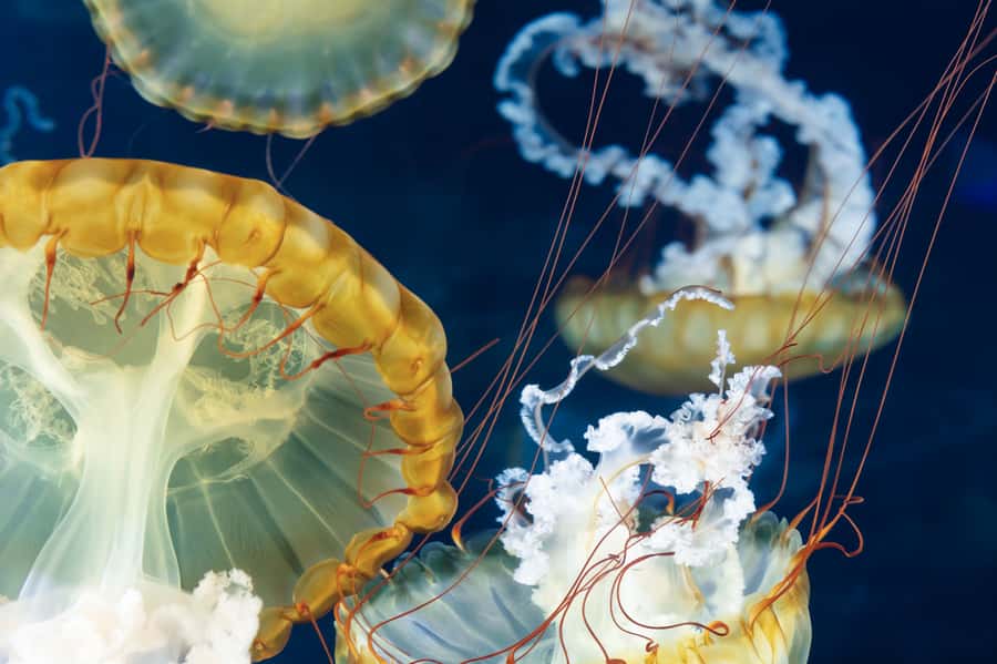 Las Vegas: Shark Reef Aquarium Entry Ticket - Fourteen exhibits, with more than sharks