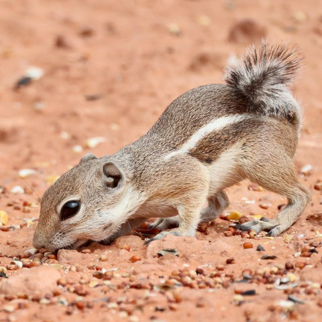 Las Vegas: Valley of Fire and Red Rock Canyon Day Trip - The guide, transport, and small comforts