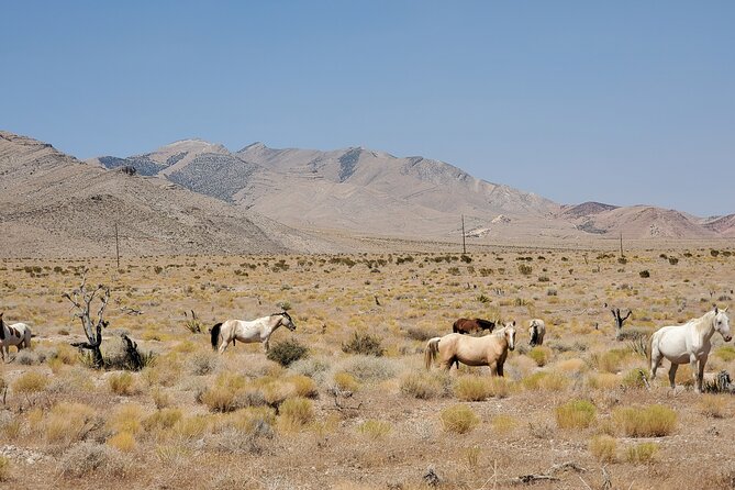 Off Road UTV Adrenaline Experience in Las Vegas - Staff, comfort and the details that matter