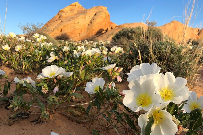 Private Valley of Fire Hiking and Sightseeing Adventure - A private route shaped around you