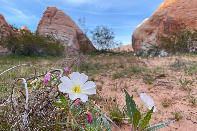 Private Valley of Fire Hiking and Sightseeing Adventure - Photos without living behind your phone