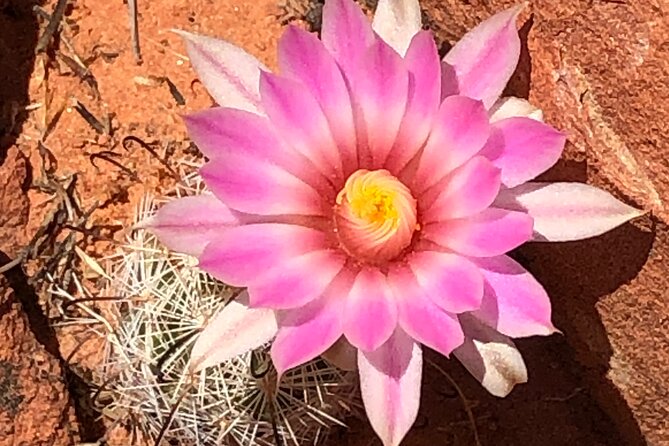 Private Valley of Fire Hiking and Sightseeing Adventure - What $180 buys you