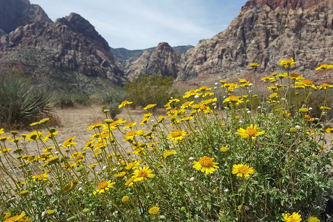 Red Rock Canyon eBike Half-Day Tour - Who will get the most from this ride