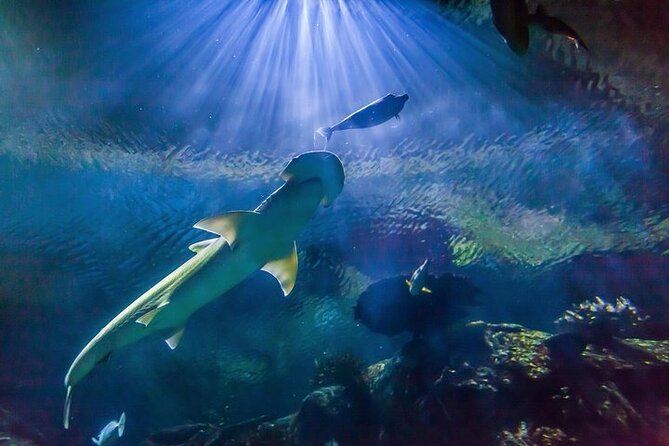 Shark Reef at Mandalay Bay Hotel and Casino - At a glance
