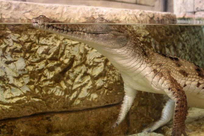 Shark Reef at Mandalay Bay Hotel and Casino - How long to allow, and what the price buys
