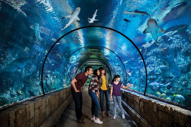 Shark Reef at Mandalay Bay Hotel and Casino - Who will enjoy Shark Reef most?