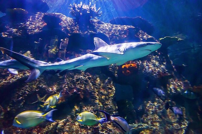 Shark Reef at Mandalay Bay Hotel and Casino - Should you book Shark Reef?