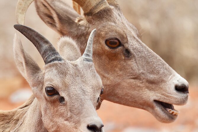 Valley of Fire and Red Rock Canyon Day Tour from Las Vegas - Who should book this day trip?