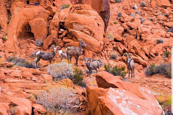 Valley of Fire State Park Day Tour from Las Vegas - At a glance