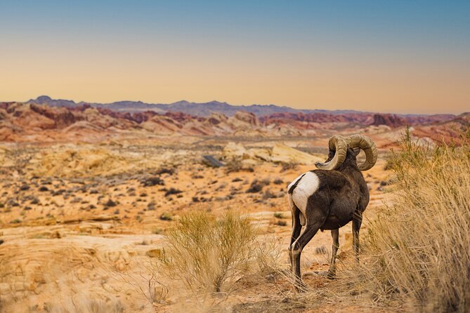 Valley of Fire Sunset Tour from Las Vegas - How the small group changes the outing